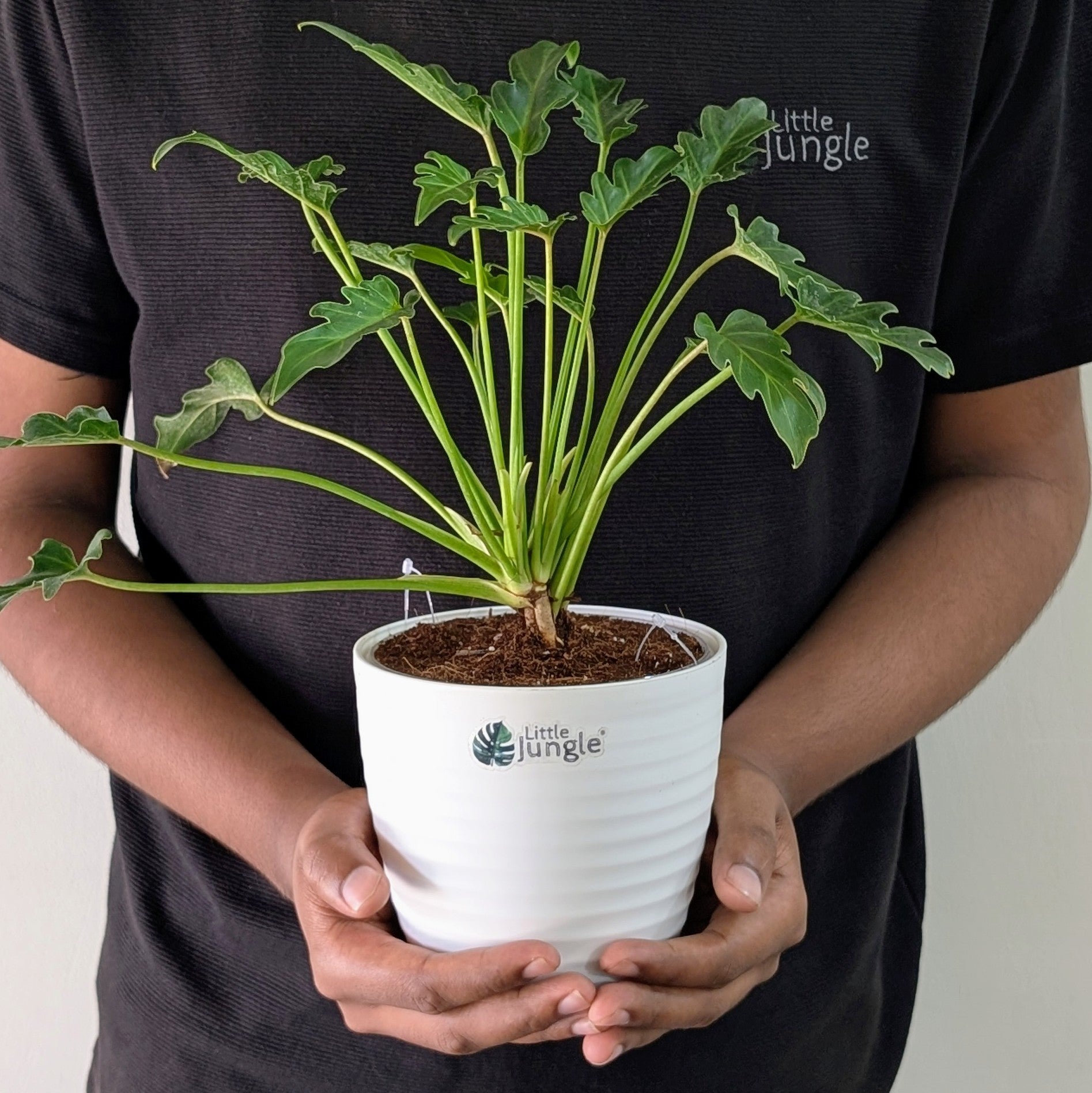 Philodendron Xanadu, with 5.5 inches white decor plant