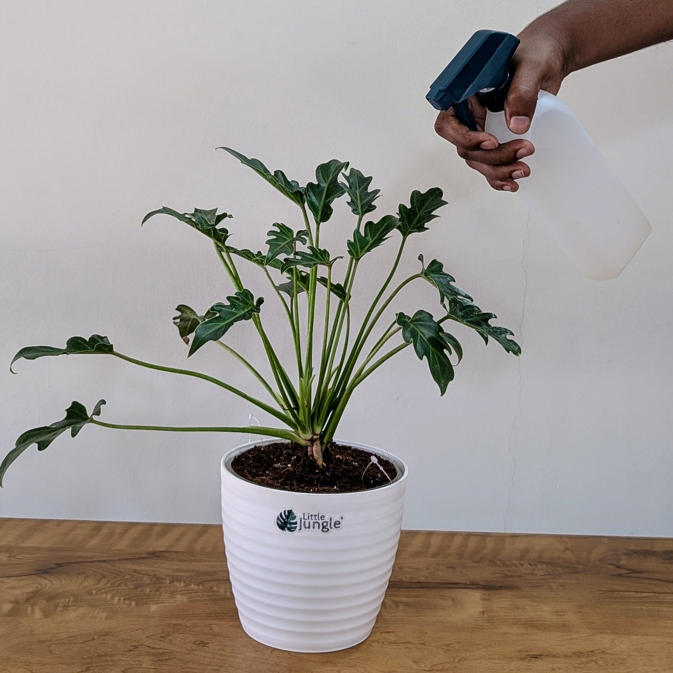 Philodendron Xanadu, with 5.5 inches white decor plant