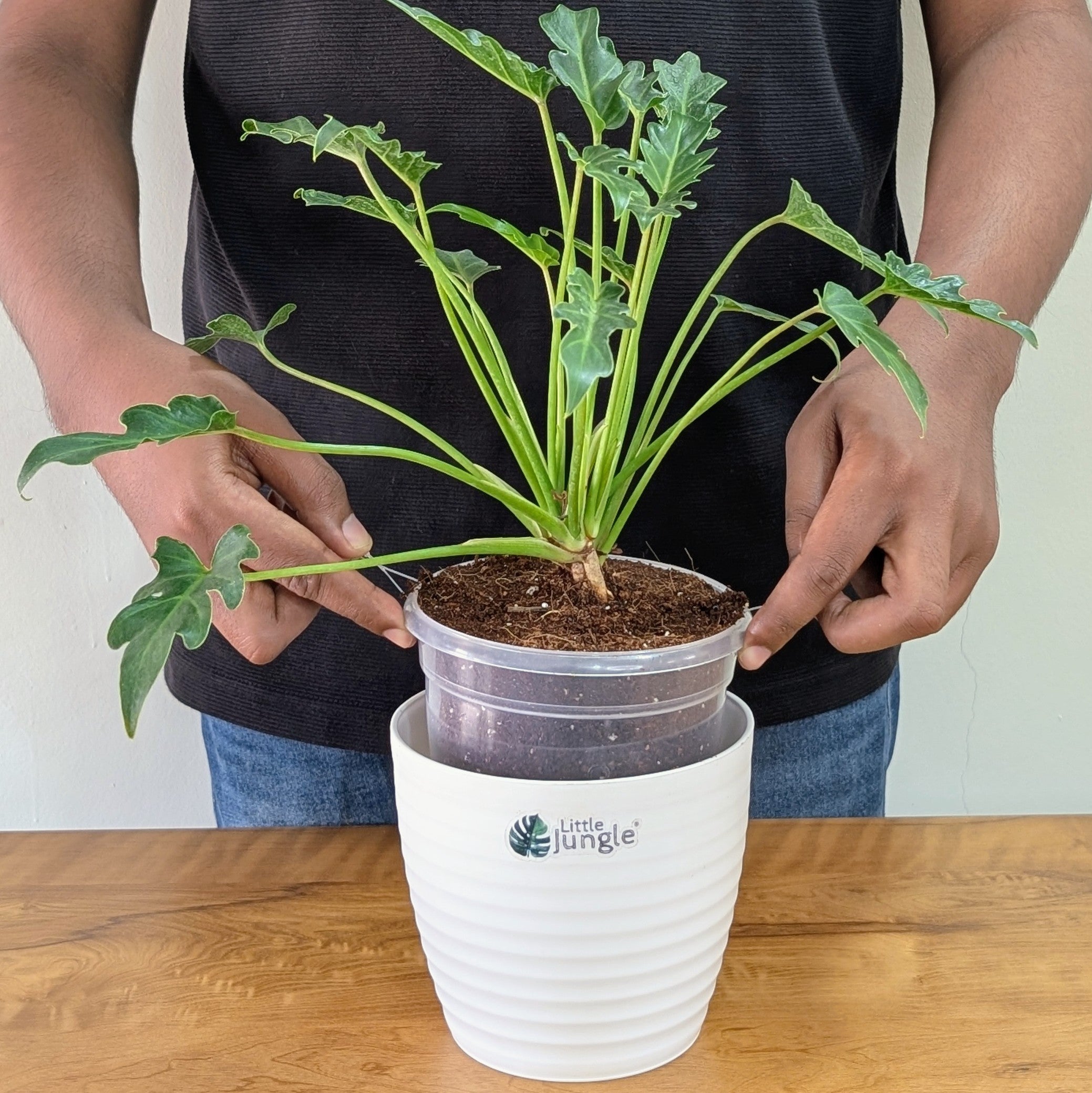 Philodendron Xanadu, with 5.5 inches white decor plant
