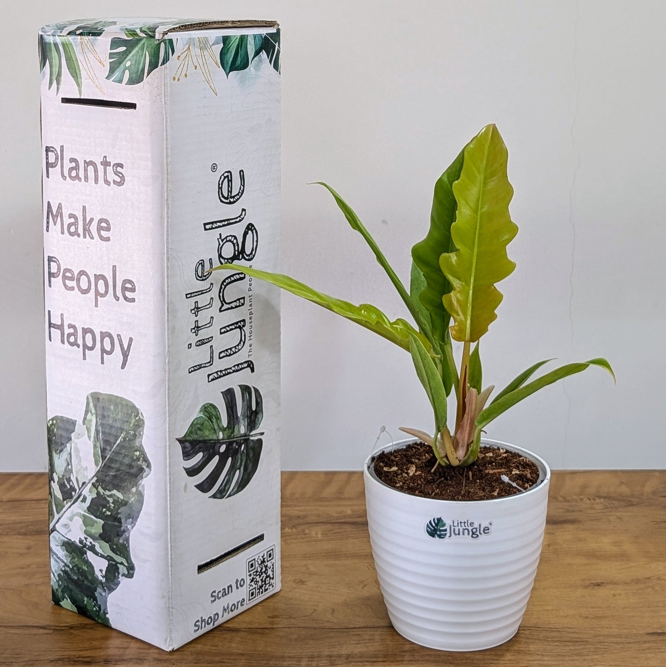 Philodendron Ring of Fire Golden, with 5.5 inches white decor plant