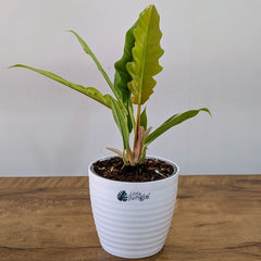 Philodendron Ring of Fire Golden, with 5.5 inches white decor plant