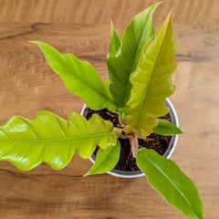 Philodendron Ring of Fire Golden, with 5.5 inches white decor plant