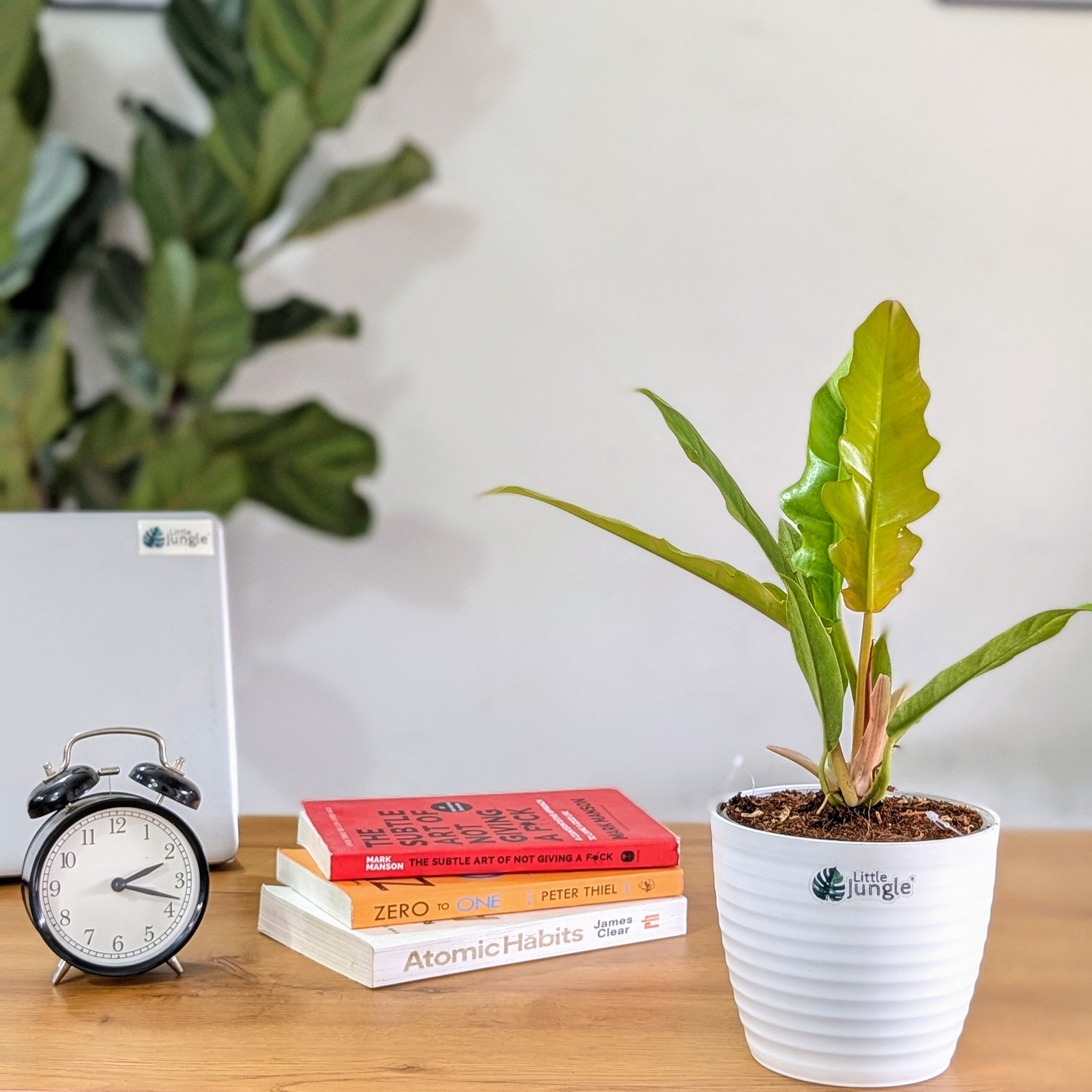 Philodendron Ring of Fire Golden, with 5.5 inches white decor plant