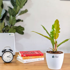 Philodendron Ring of Fire Golden, with 5.5 inches white decor plant