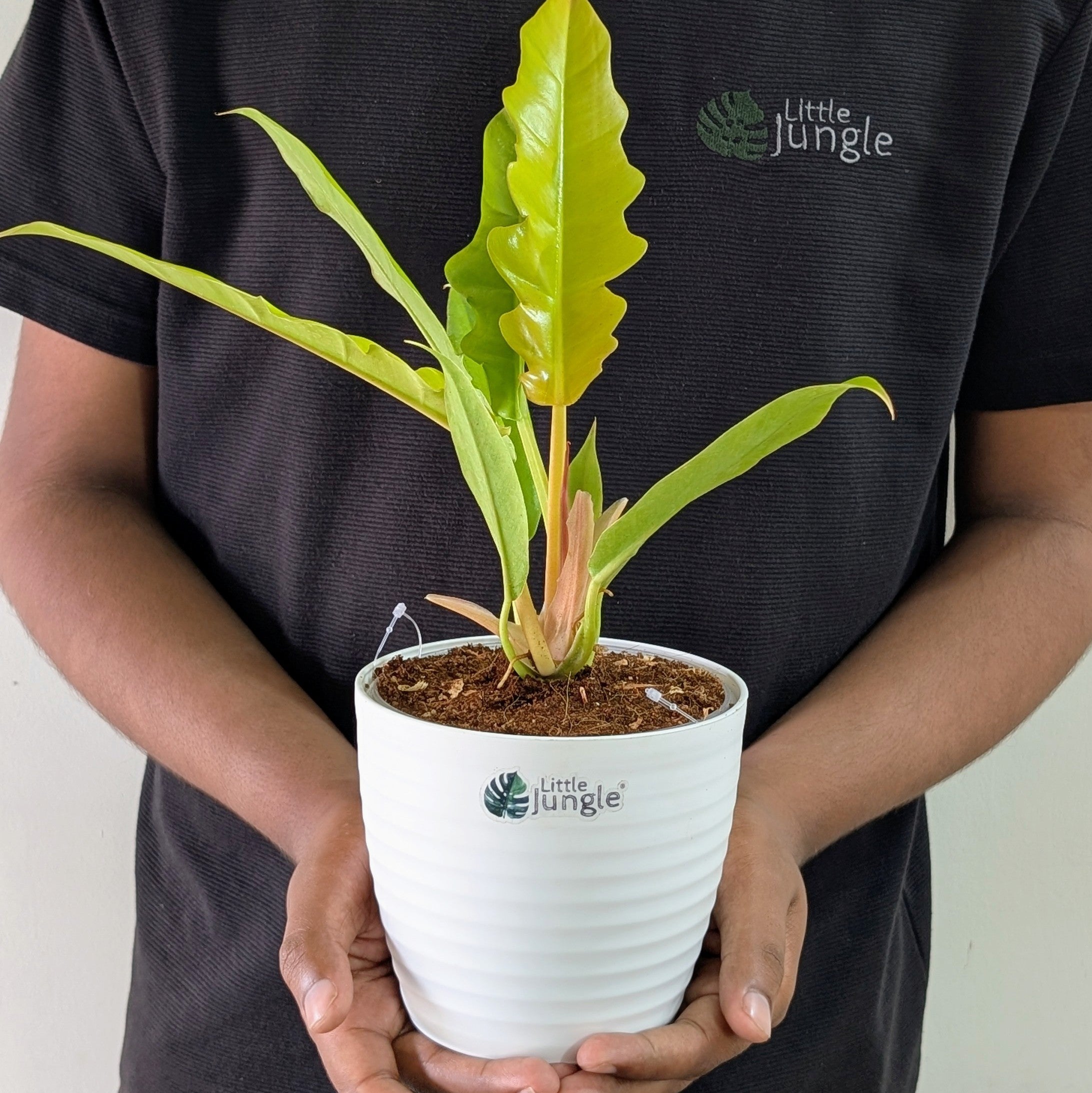 Philodendron Ring of Fire Golden, with 5.5 inches white decor plant