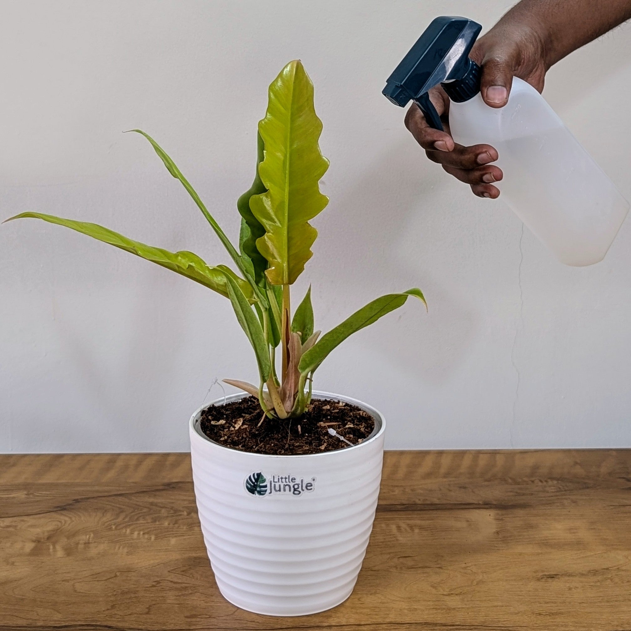 Philodendron Ring of Fire Golden, with 5.5 inches white decor plant