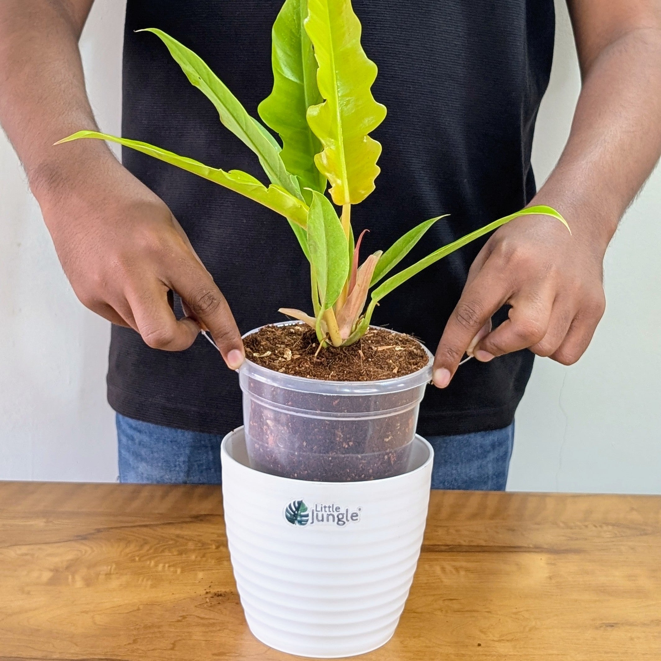Philodendron Ring of Fire Golden, with 5.5 inches white decor plant