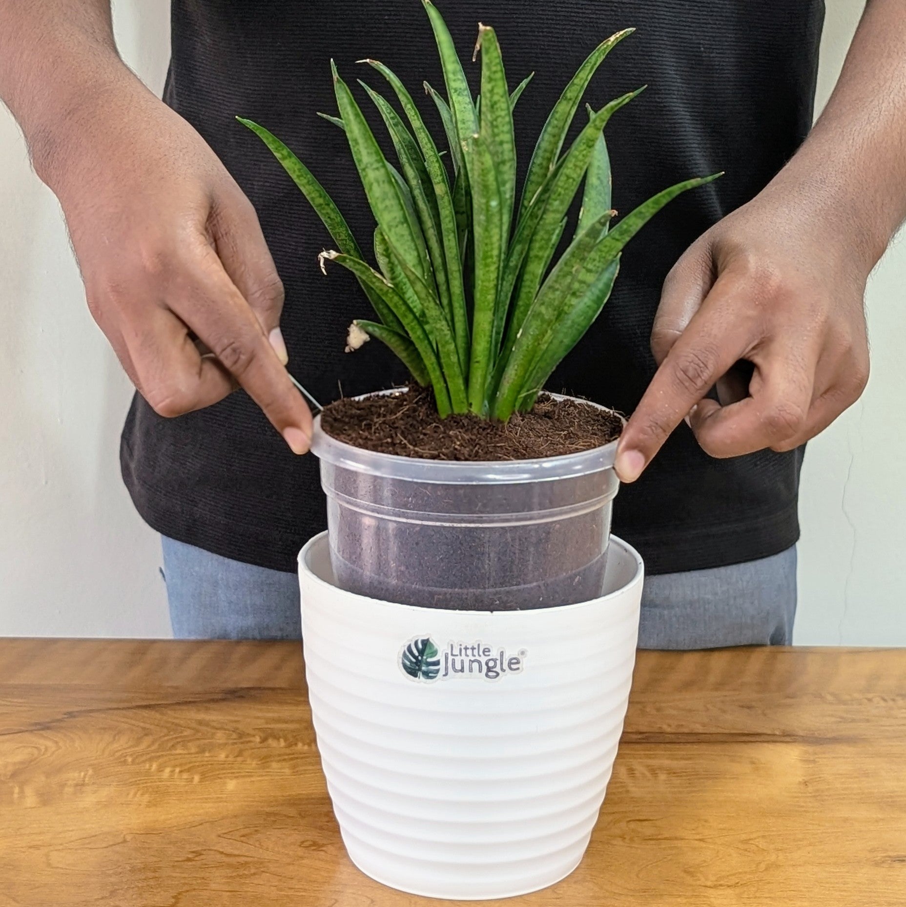 Sansevieria silver princess, with 5.5 inches white decor pot