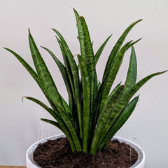 Sansevieria silver princess, with 5.5 inches white decor pot