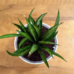 Sansevieria silver princess, with 5.5 inches white decor pot