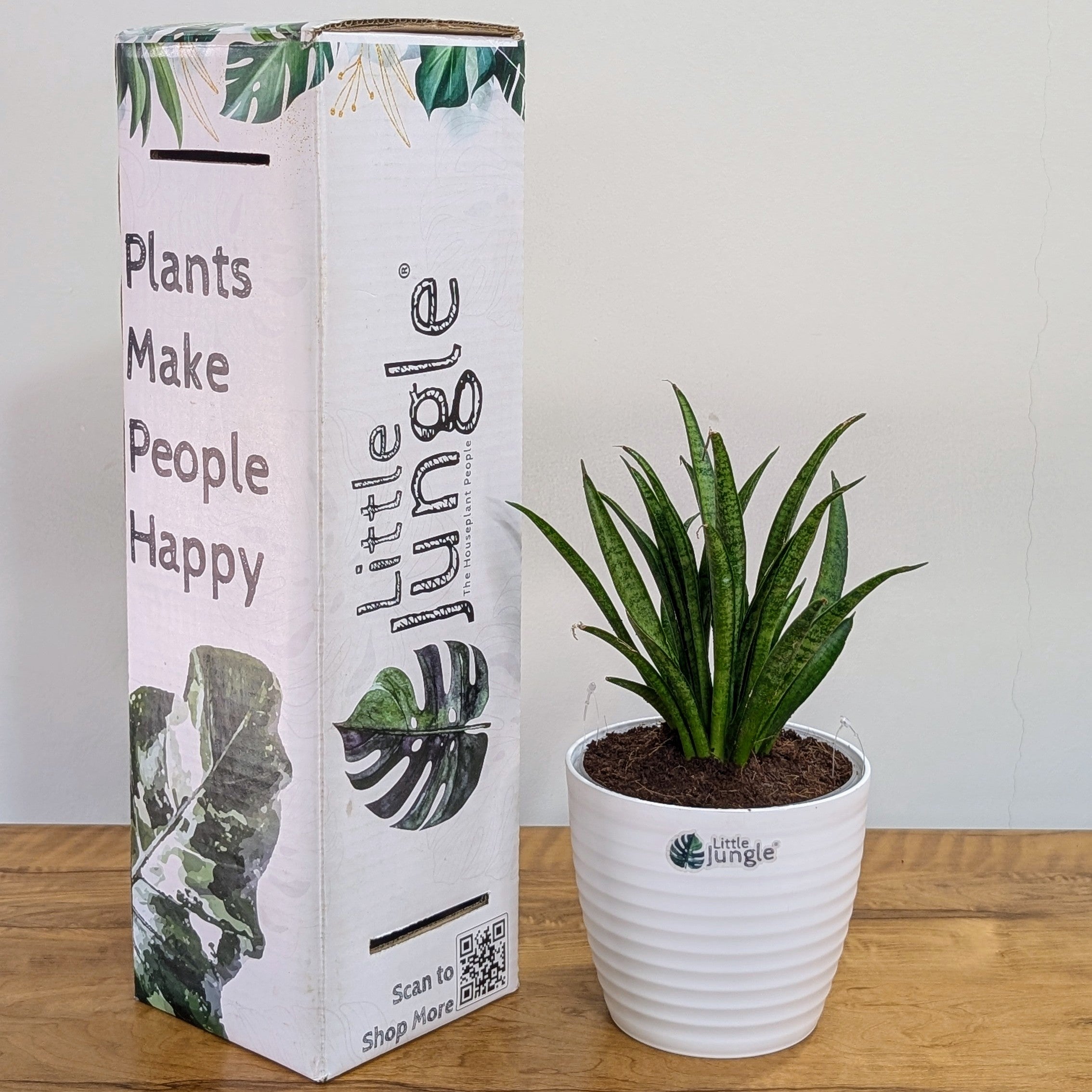 Sansevieria silver princess, with 5.5 inches white decor pot