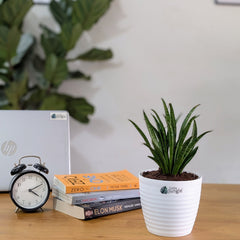 Sansevieria silver princess, with 5.5 inches white decor pot