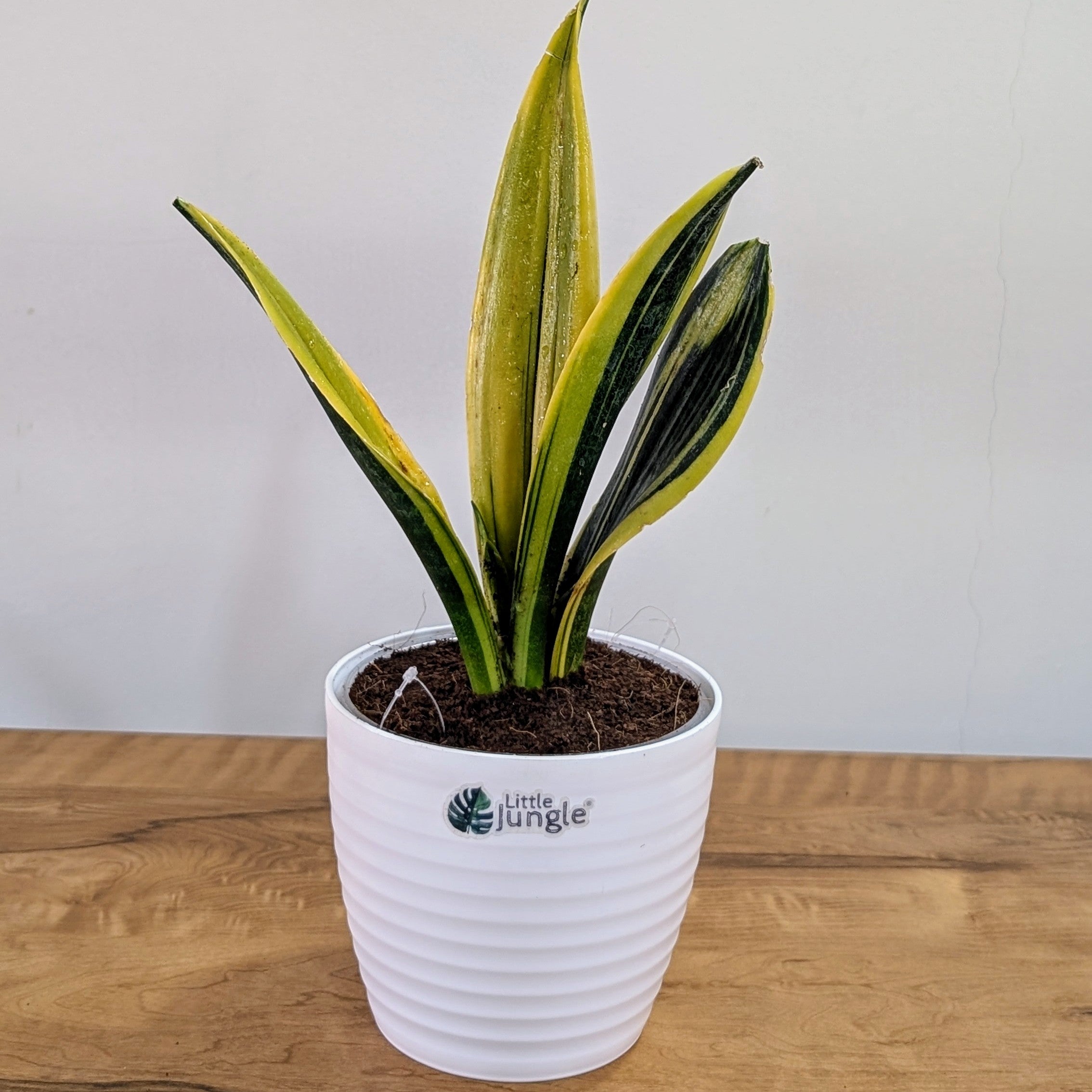 Sansevieria flame, with 5.5 inches white decor plant