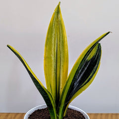 Sansevieria flame, with 5.5 inches white decor plant