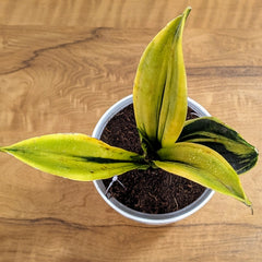 Sansevieria flame, with 5.5 inches white decor plant
