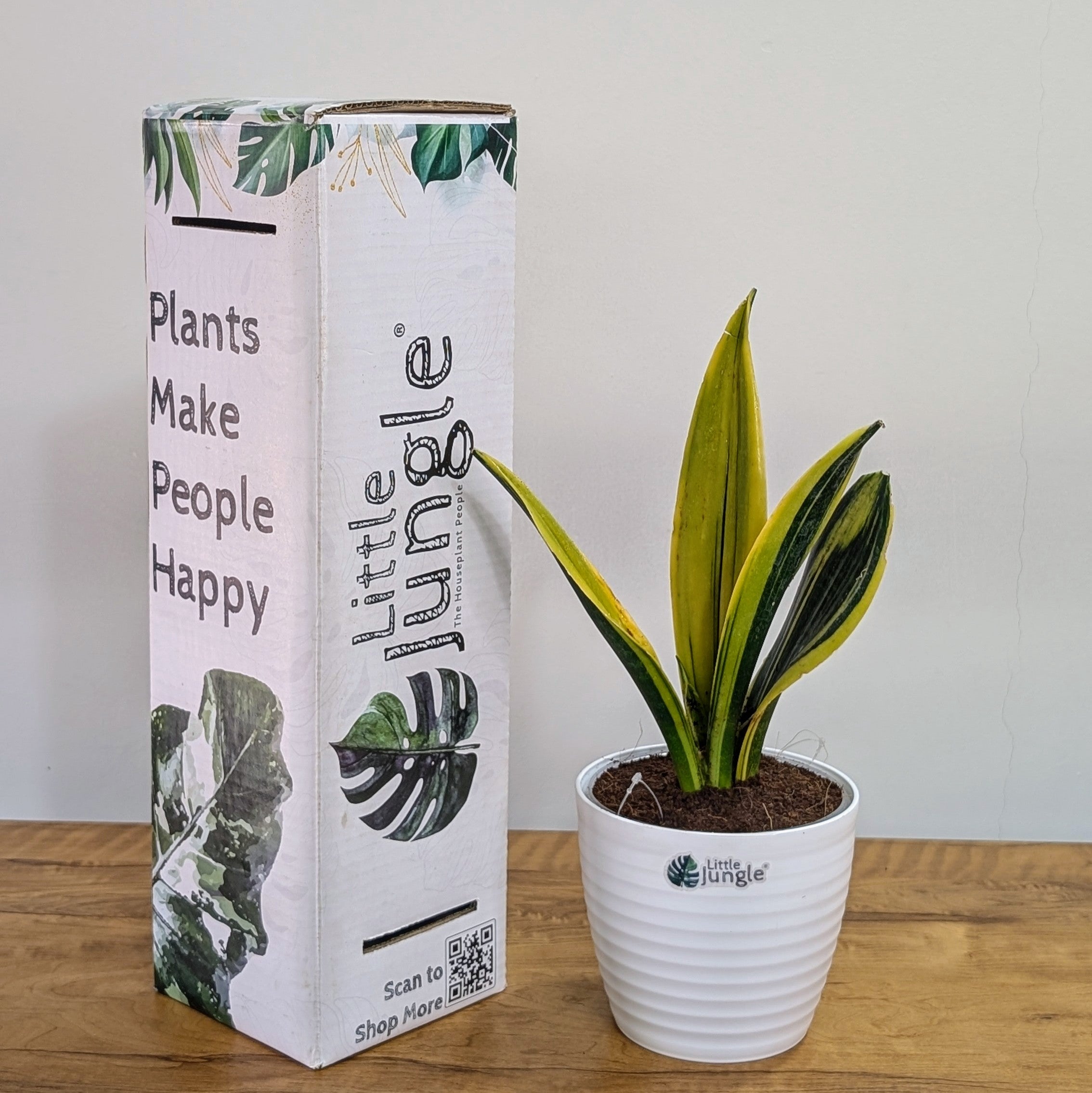 Sansevieria flame, with 5.5 inches white decor plant