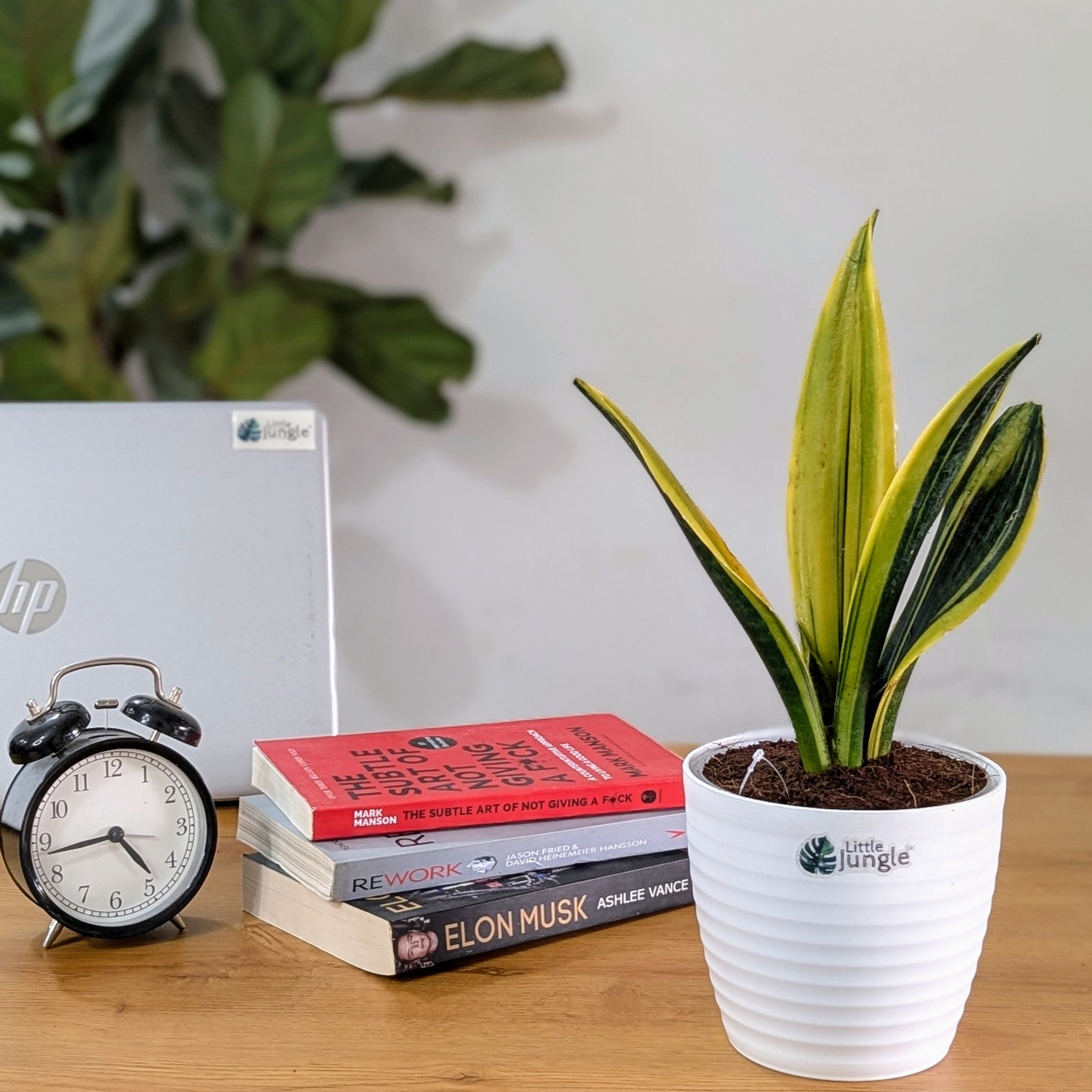 Sansevieria flame, with 5.5 inches white decor plant
