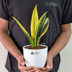 Sansevieria flame, with 5.5 inches white decor plant