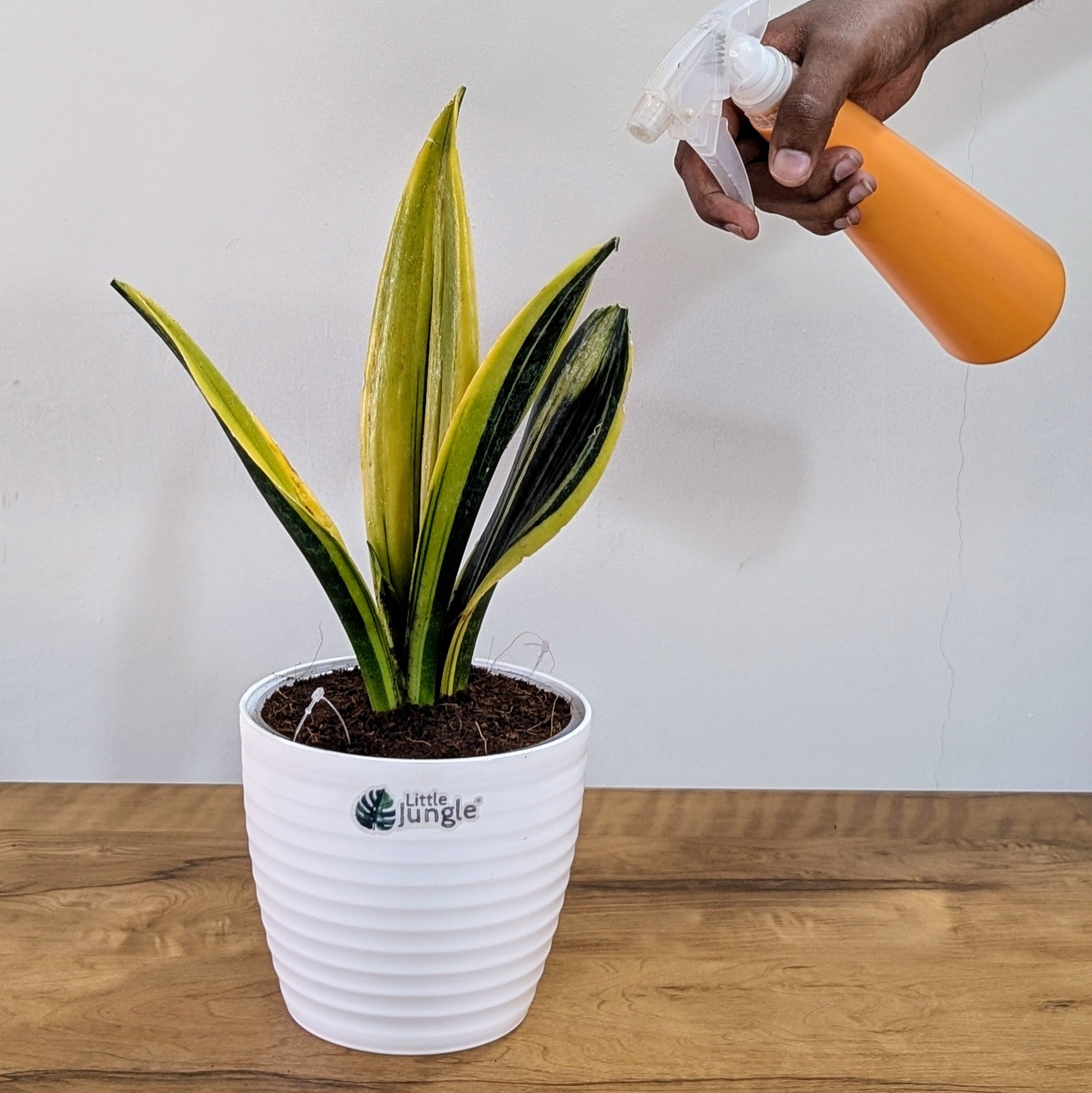 Sansevieria flame, with 5.5 inches white decor plant