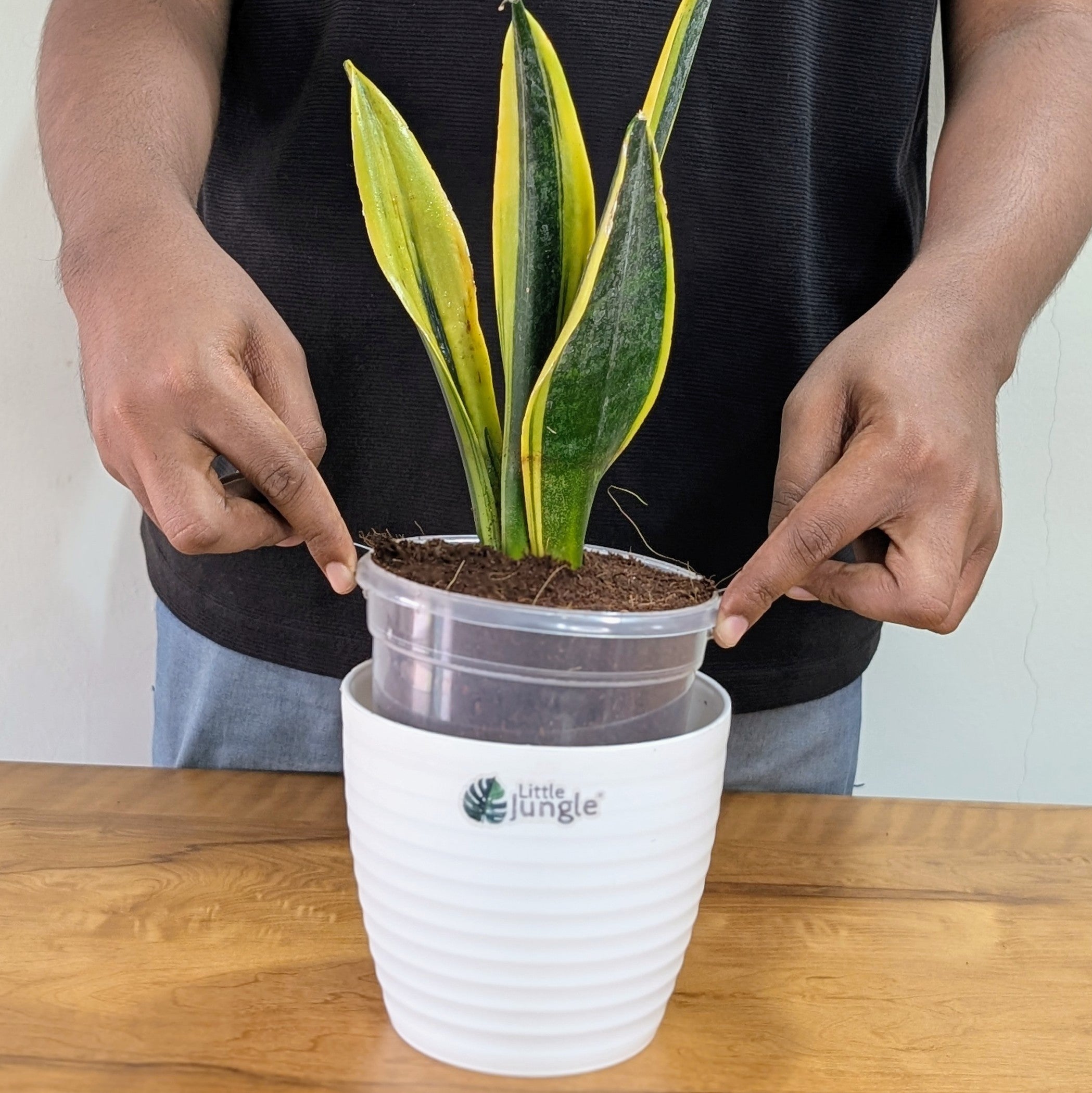 Sansevieria flame, with 5.5 inches white decor plant