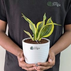Sansevieria gold dust, with 5.5 inches white decor plant