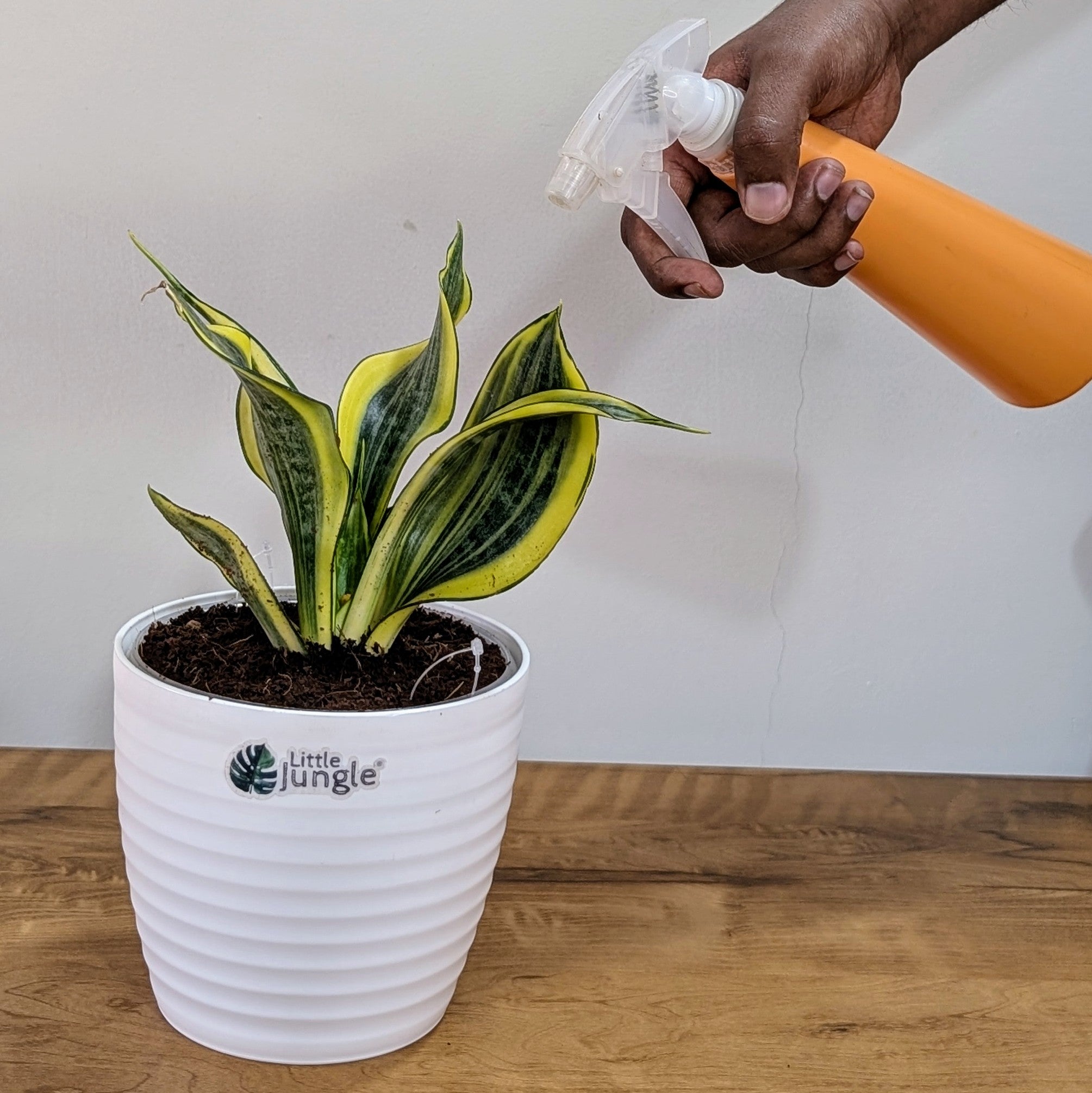 Sansevieria gold dust, with 5.5 inches white decor plant
