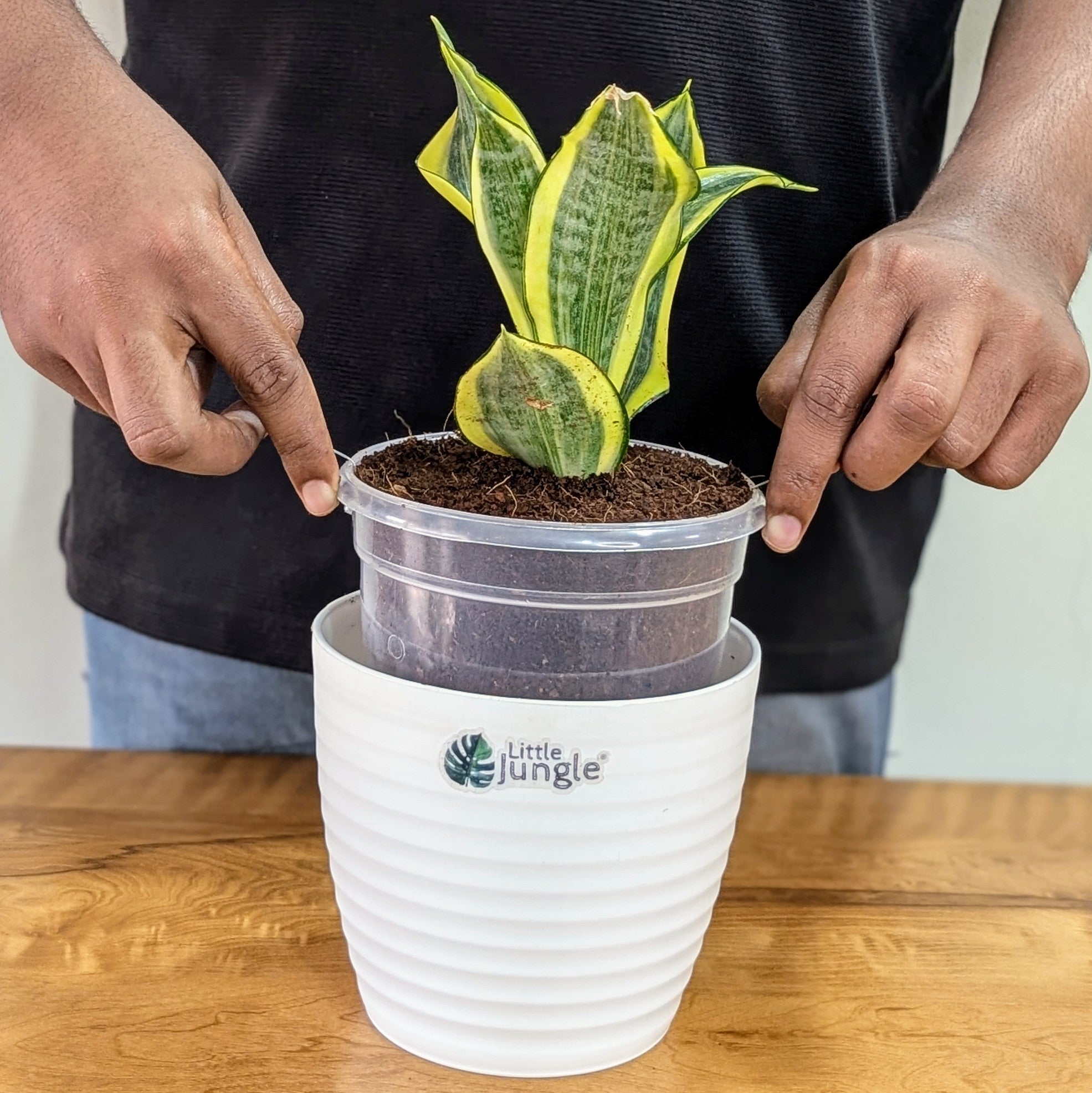 Sansevieria gold dust, with 5.5 inches white decor plant