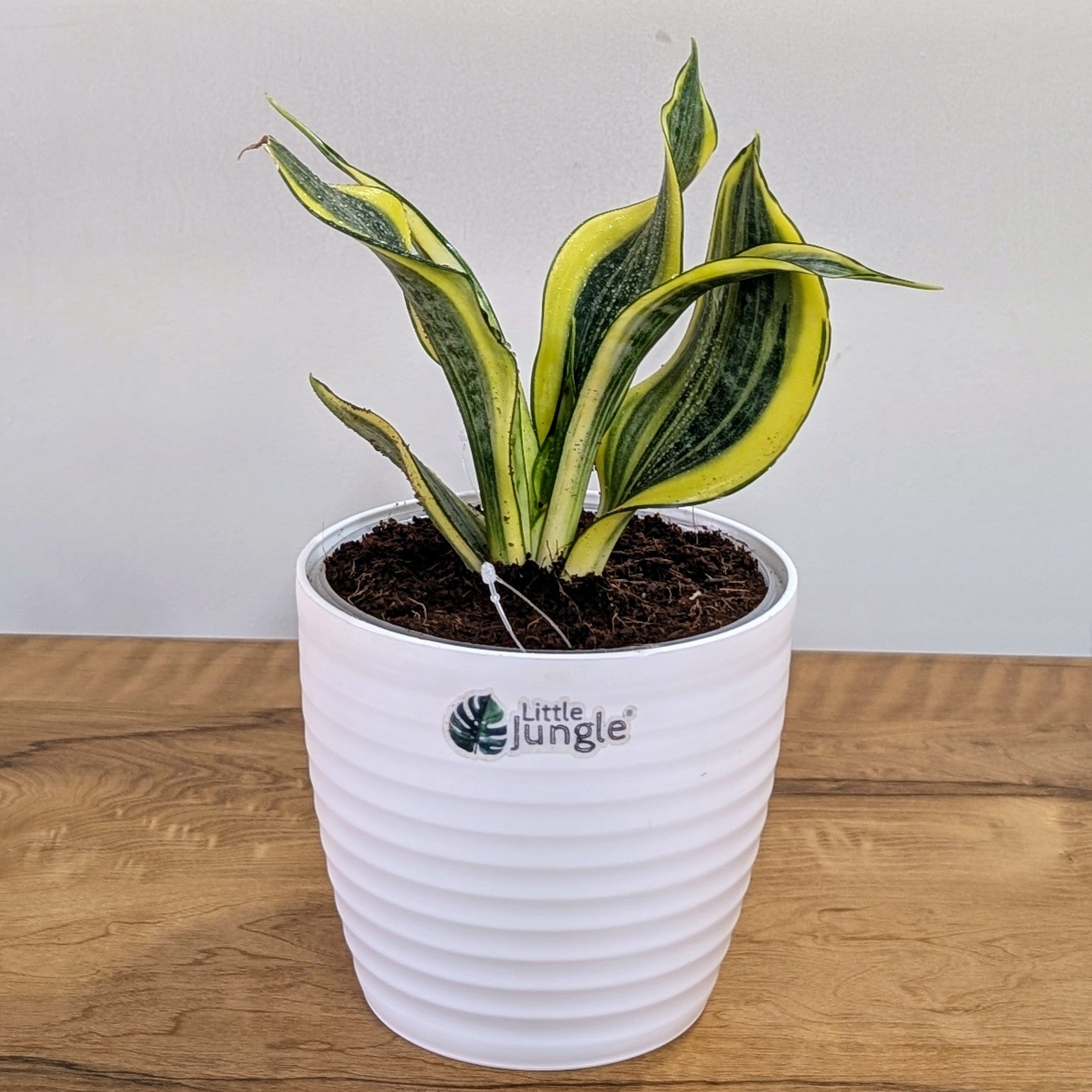 Sansevieria gold dust, with 5.5 inches white decor plant