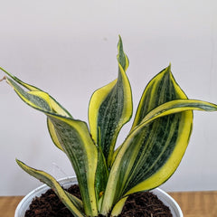 Sansevieria gold dust, with 5.5 inches white decor plant