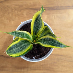 Sansevieria gold dust, with 5.5 inches white decor plant
