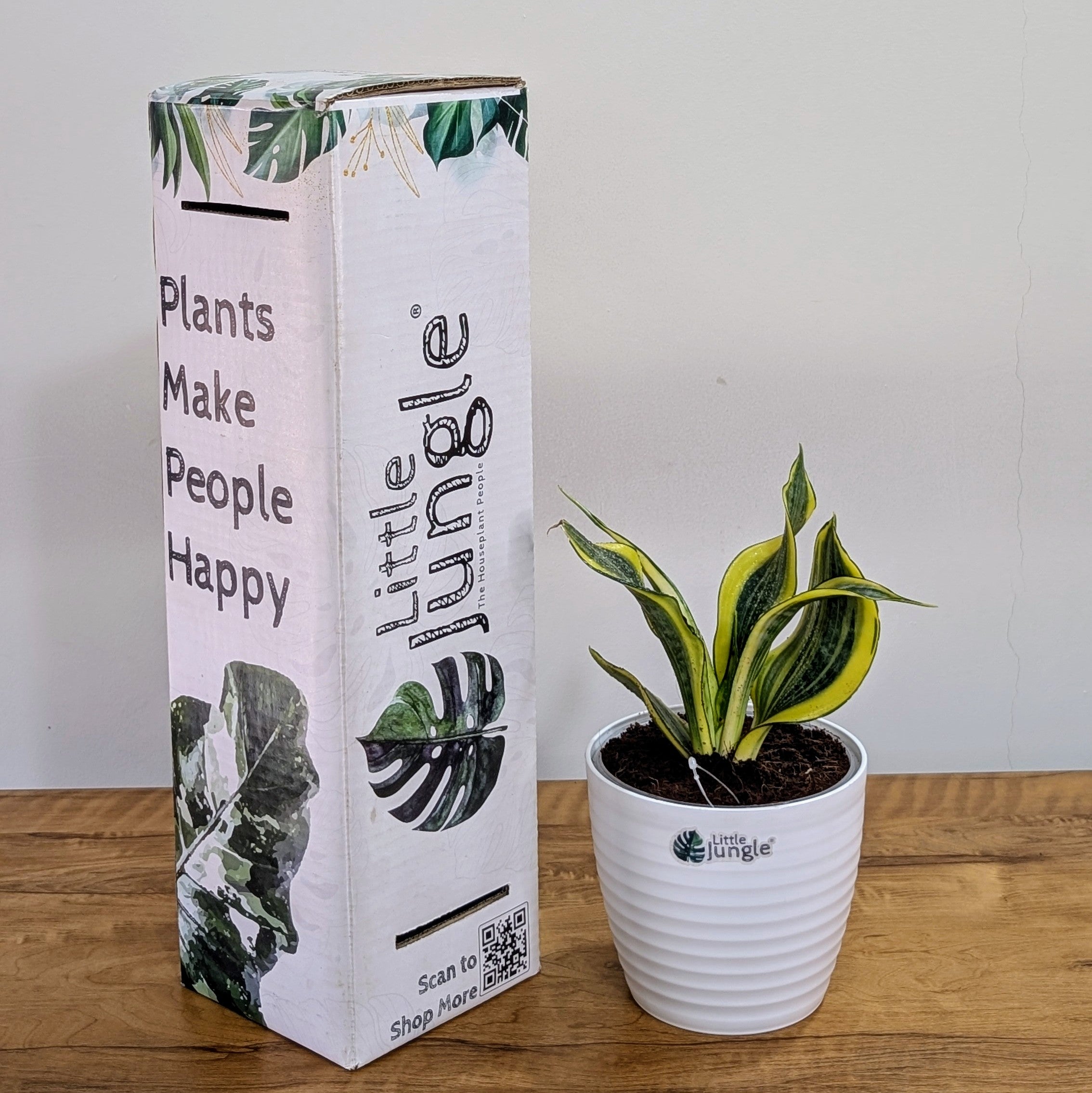 Sansevieria gold dust, with 5.5 inches white decor plant
