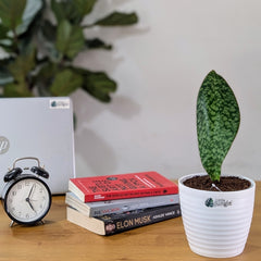 Sansevieria Whale fin, with 5.5 inches white decor pot