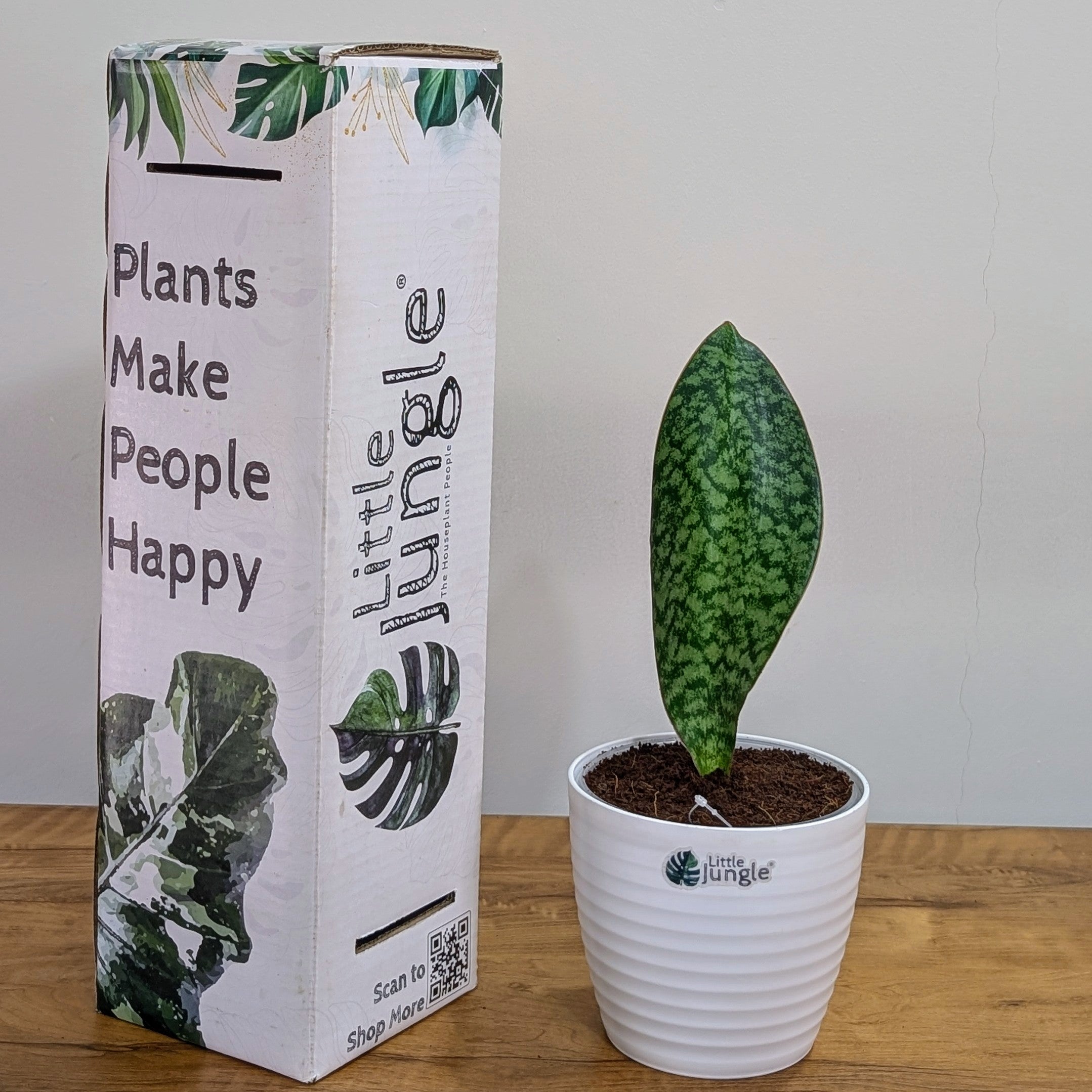 Sansevieria Whale fin, with 5.5 inches white decor pot