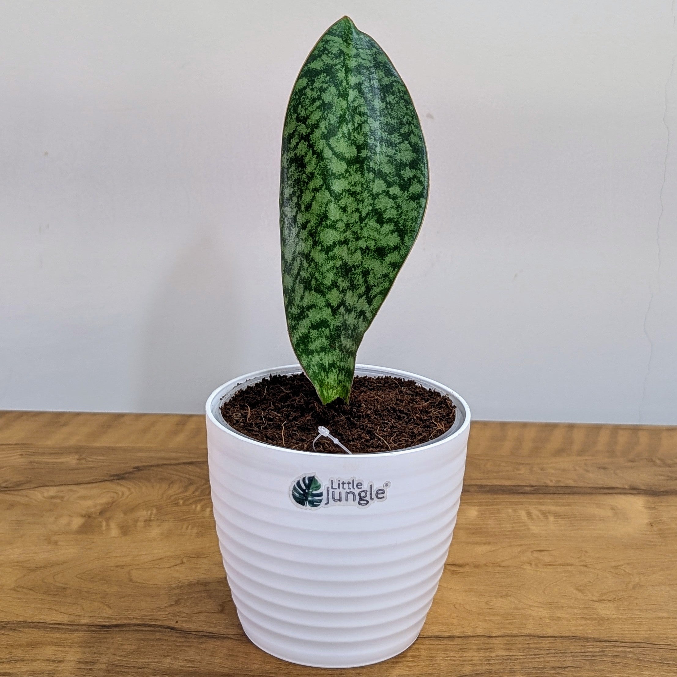 Sansevieria Whale fin, with 5.5 inches white decor pot