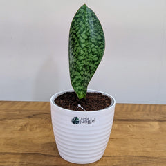 Sansevieria Whale fin, with 5.5 inches white decor pot