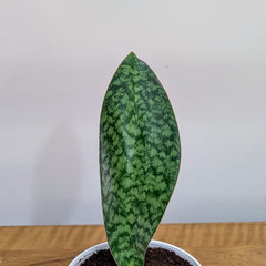 Sansevieria Whale fin, with 5.5 inches white decor pot
