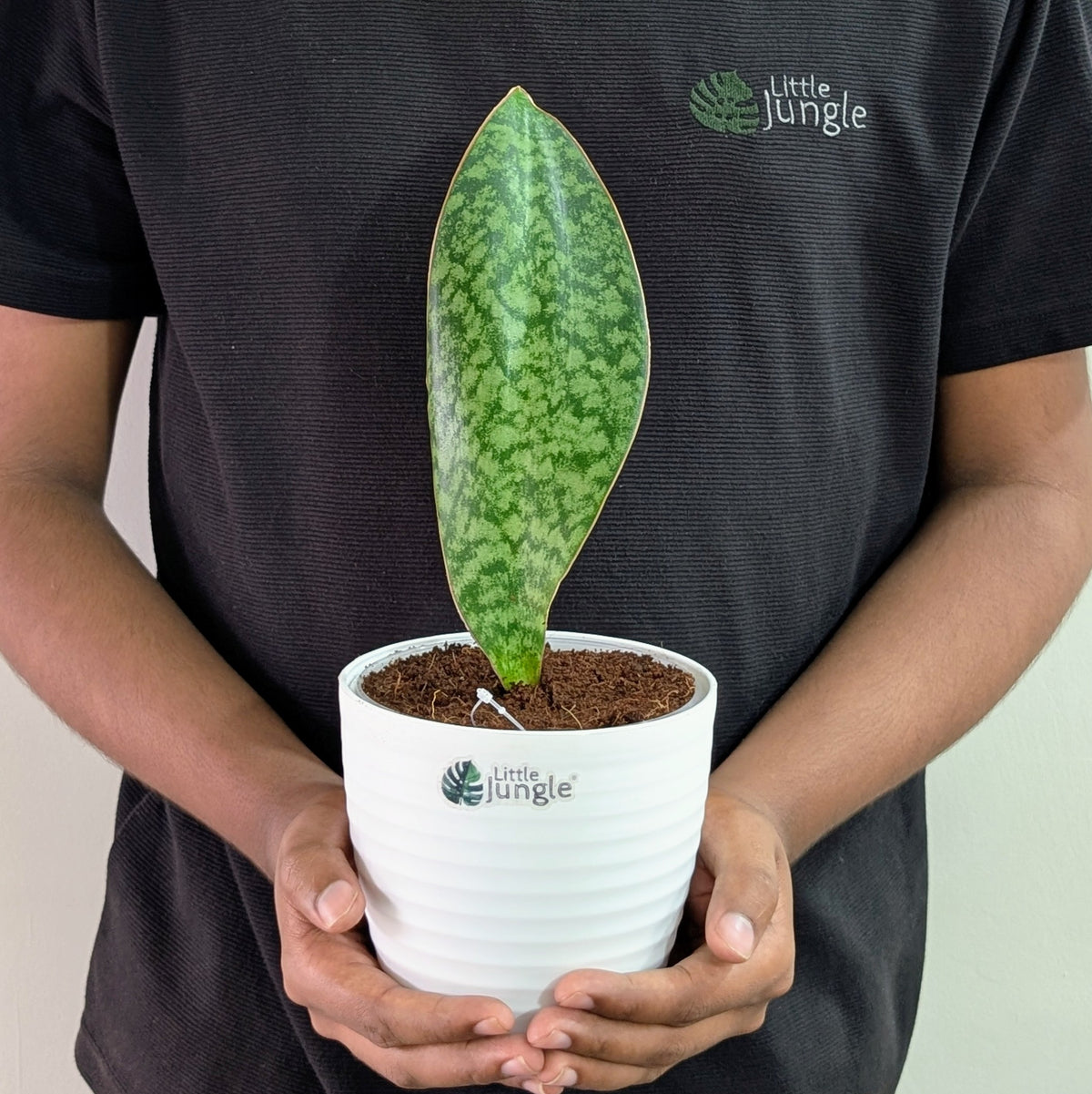 Sansevieria Whale fin, with 5.5 inches white decor pot