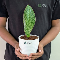 Sansevieria Whale fin, with 5.5 inches white decor pot