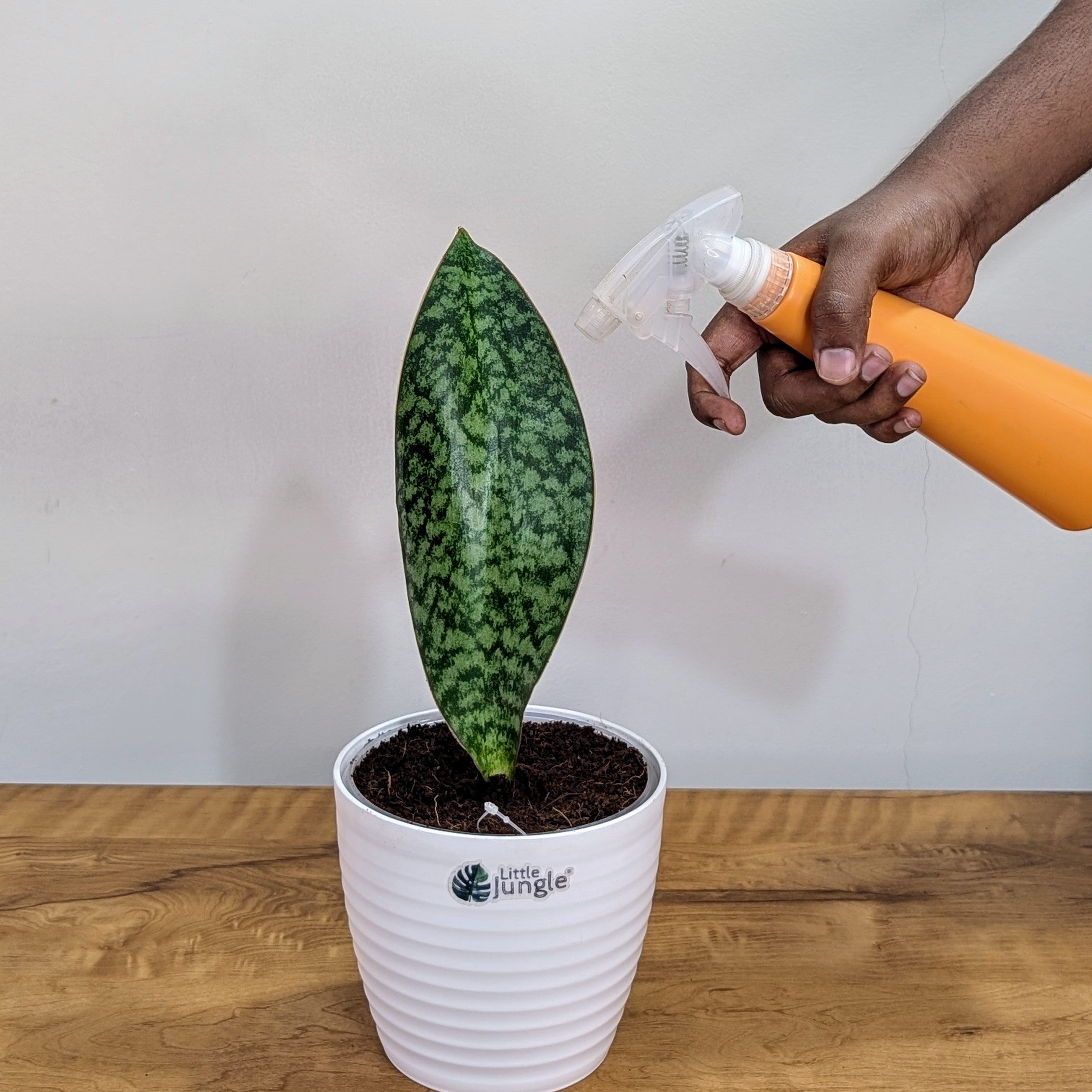 Sansevieria Whale fin, with 5.5 inches white decor pot