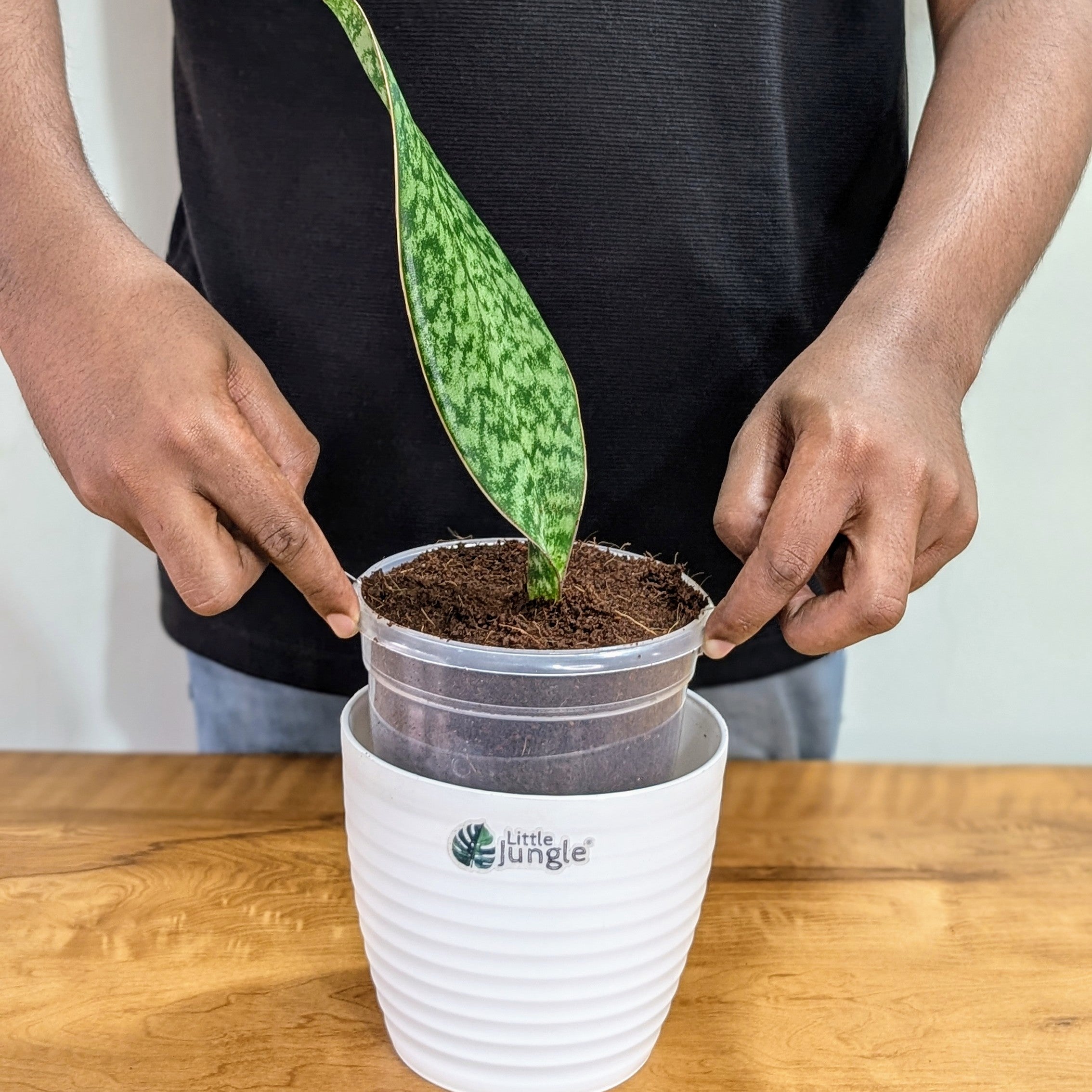 Sansevieria Whale fin, with 5.5 inches white decor pot