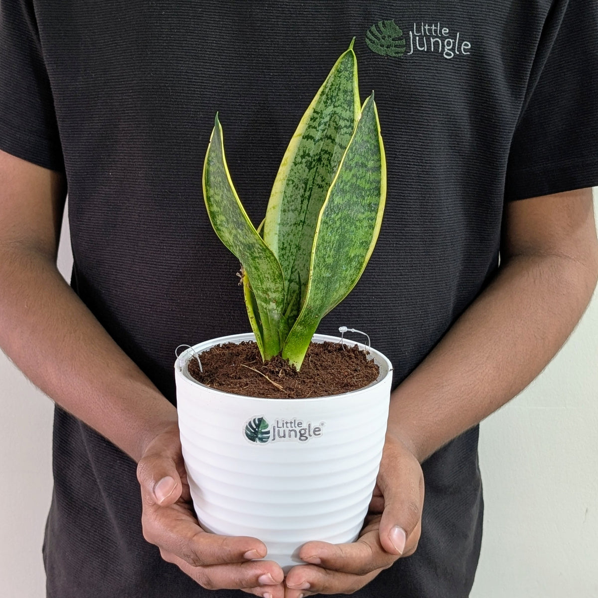 Sansevieria Laurentii, with 5.5 inches white decor plant
