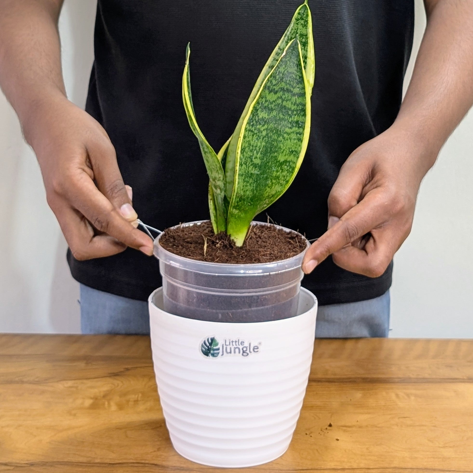 Sansevieria Laurentii, with 5.5 inches white decor plant