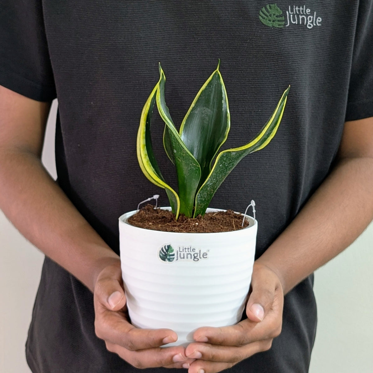 Sansevieria Black Jack, with 5.5 inches white decor plant