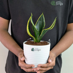Sansevieria Black Jack, with 5.5 inches white decor plant