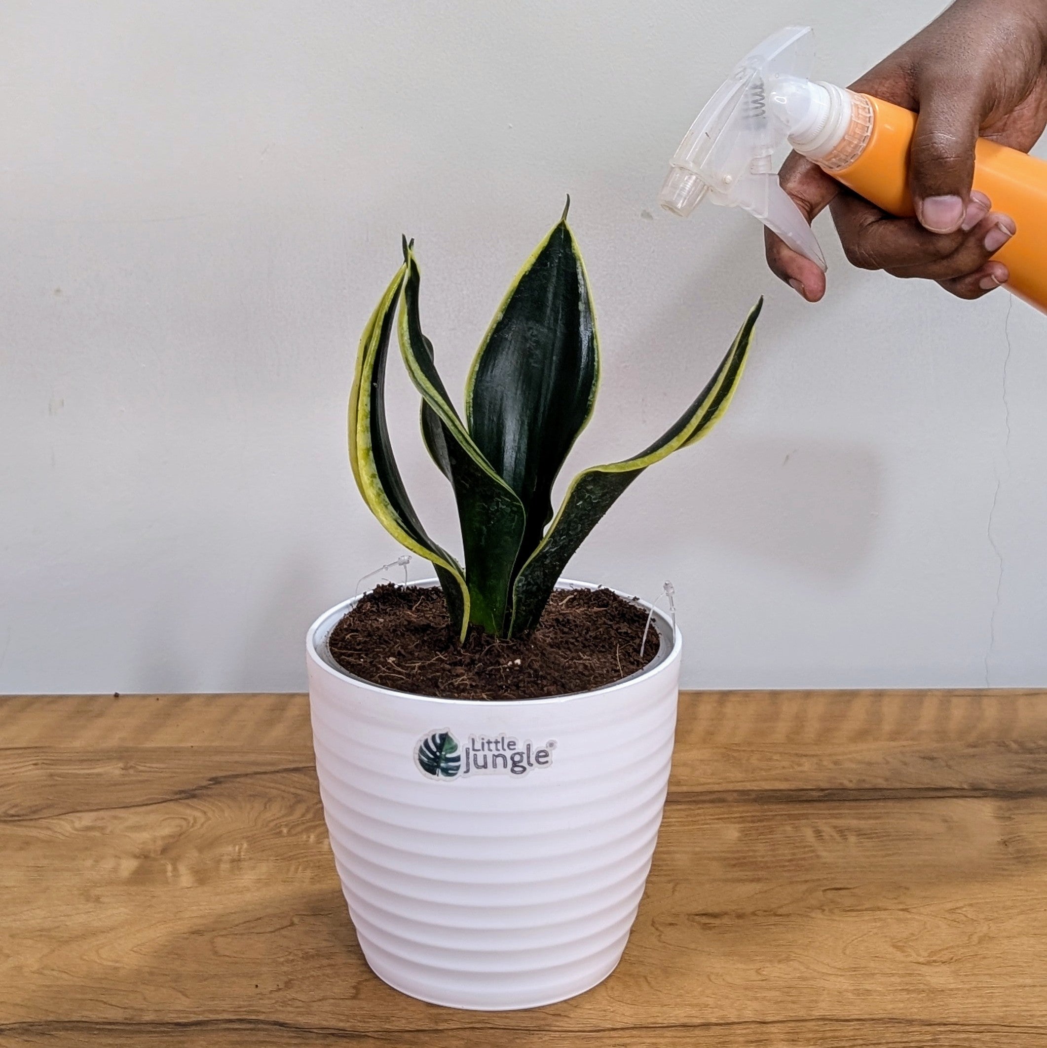 Sansevieria Black Jack, with 5.5 inches white decor plant
