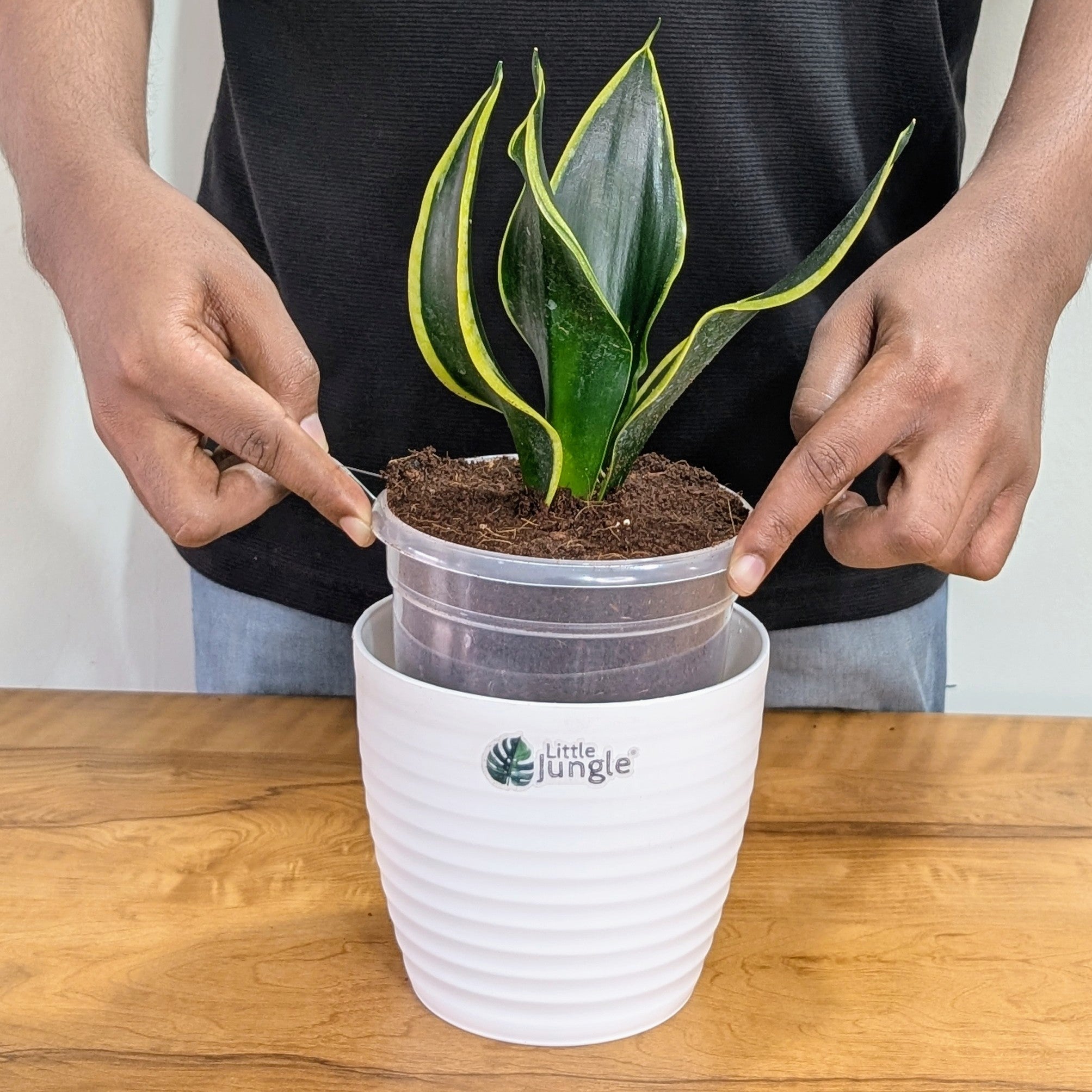 Sansevieria Black Jack, with 5.5 inches white decor plant
