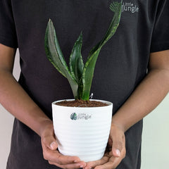 Sansevieria Whitney, with 5.5 inches white decor plant