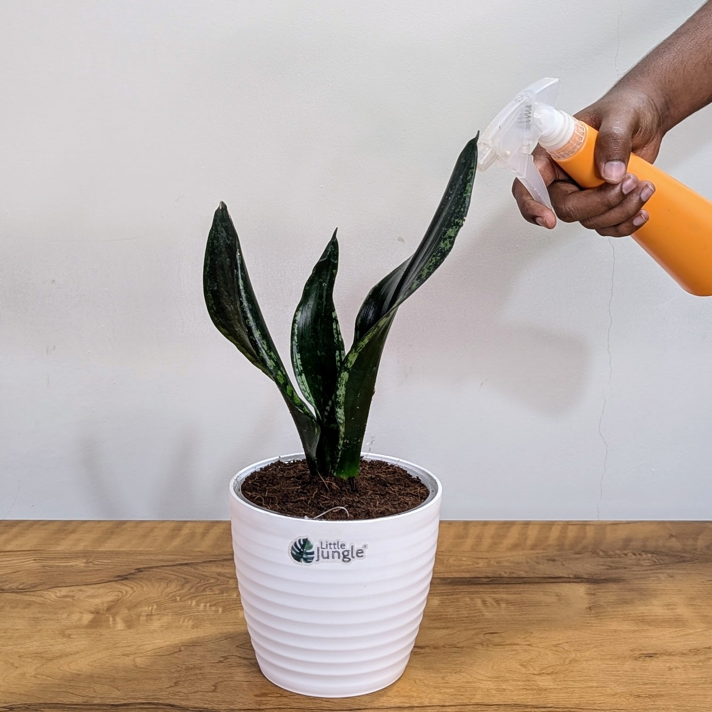 Sansevieria Whitney, with 5.5 inches white decor plant