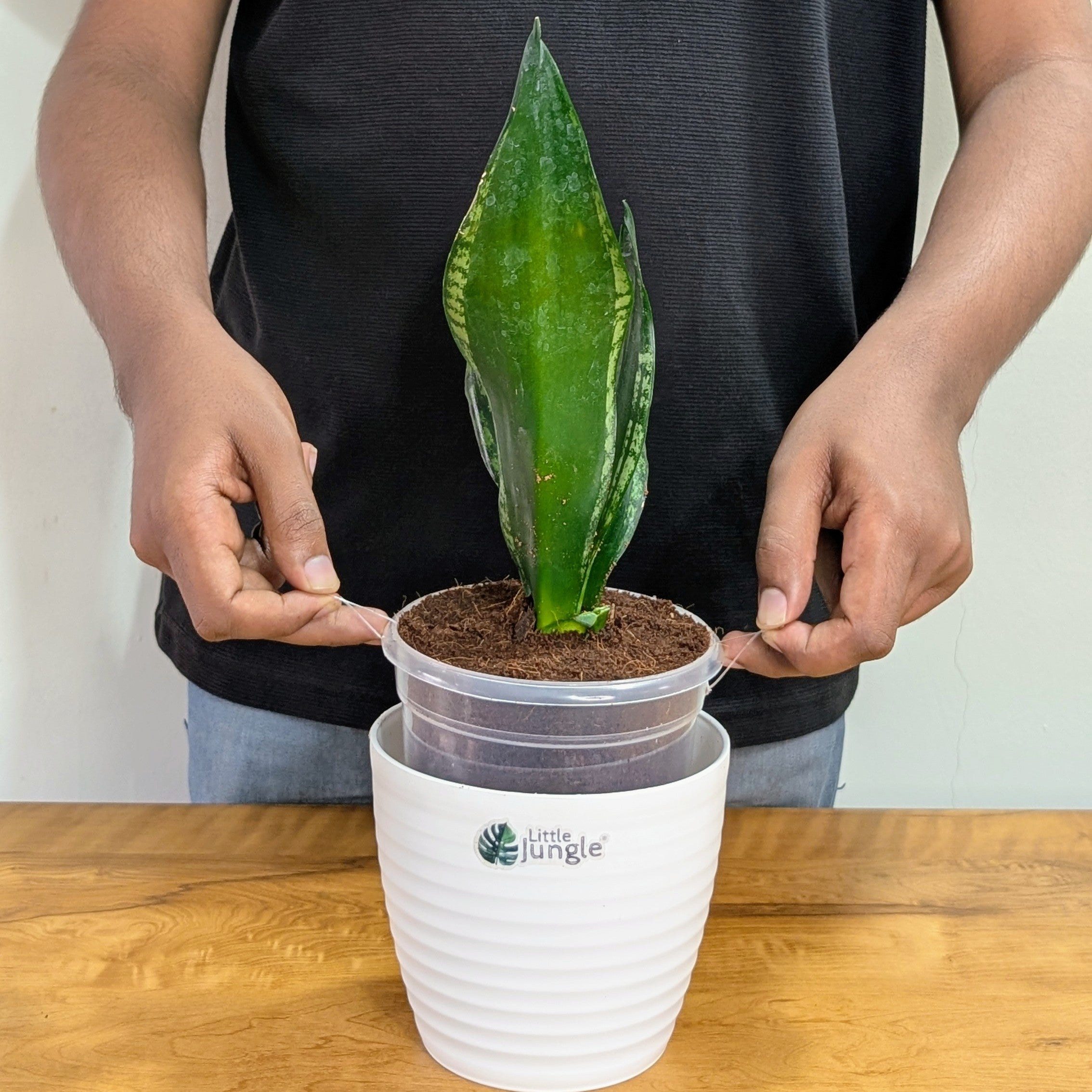 Sansevieria Whitney, with 5.5 inches white decor plant