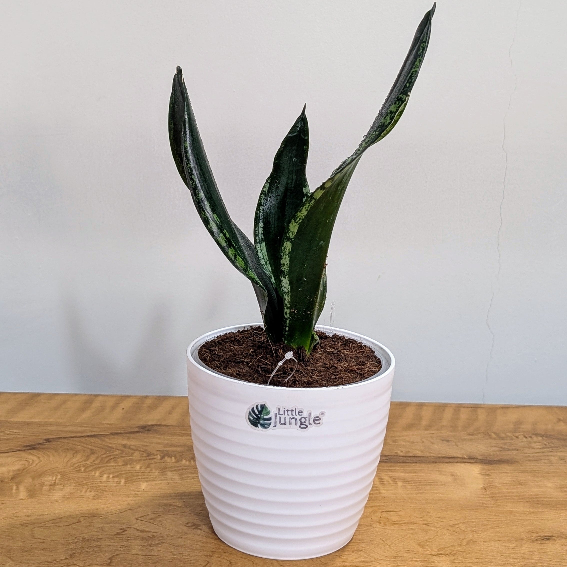 Sansevieria Whitney, with 5.5 inches white decor plant
